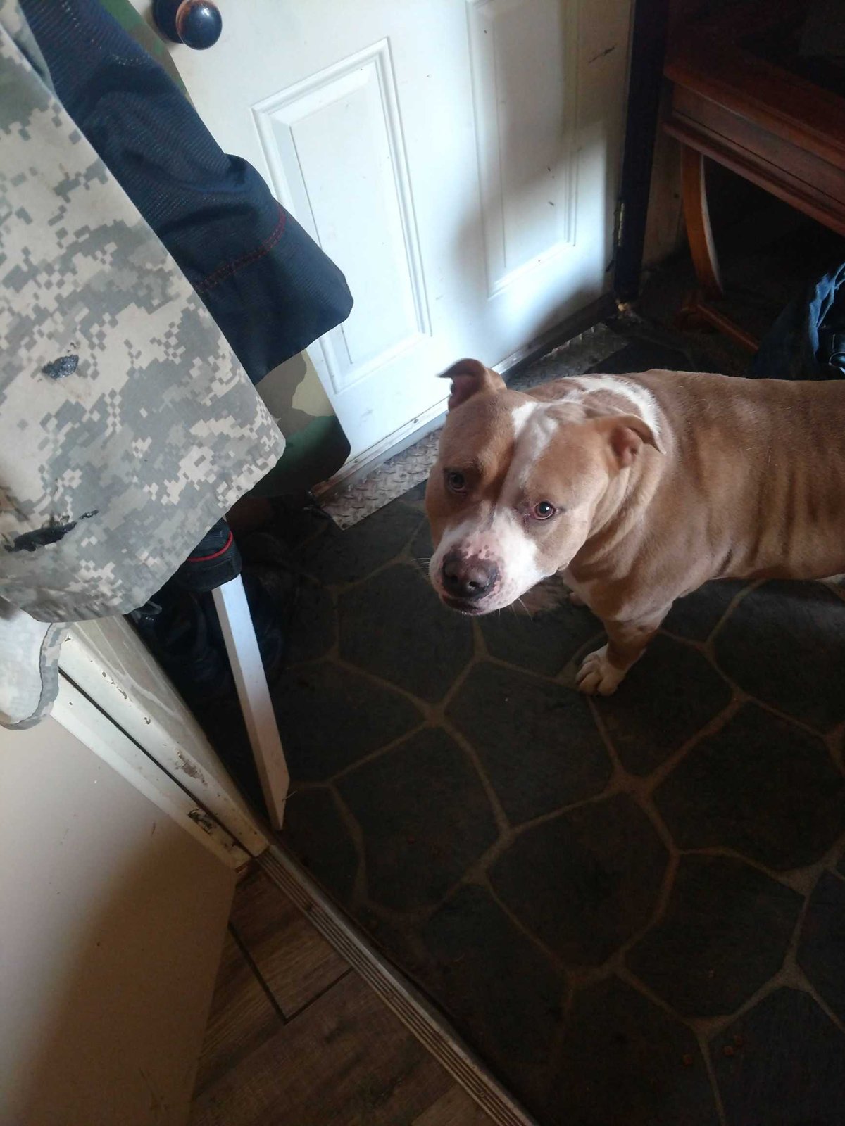 Lost Dog in Cambridge, England — Have you seen this dog in Cambridge?