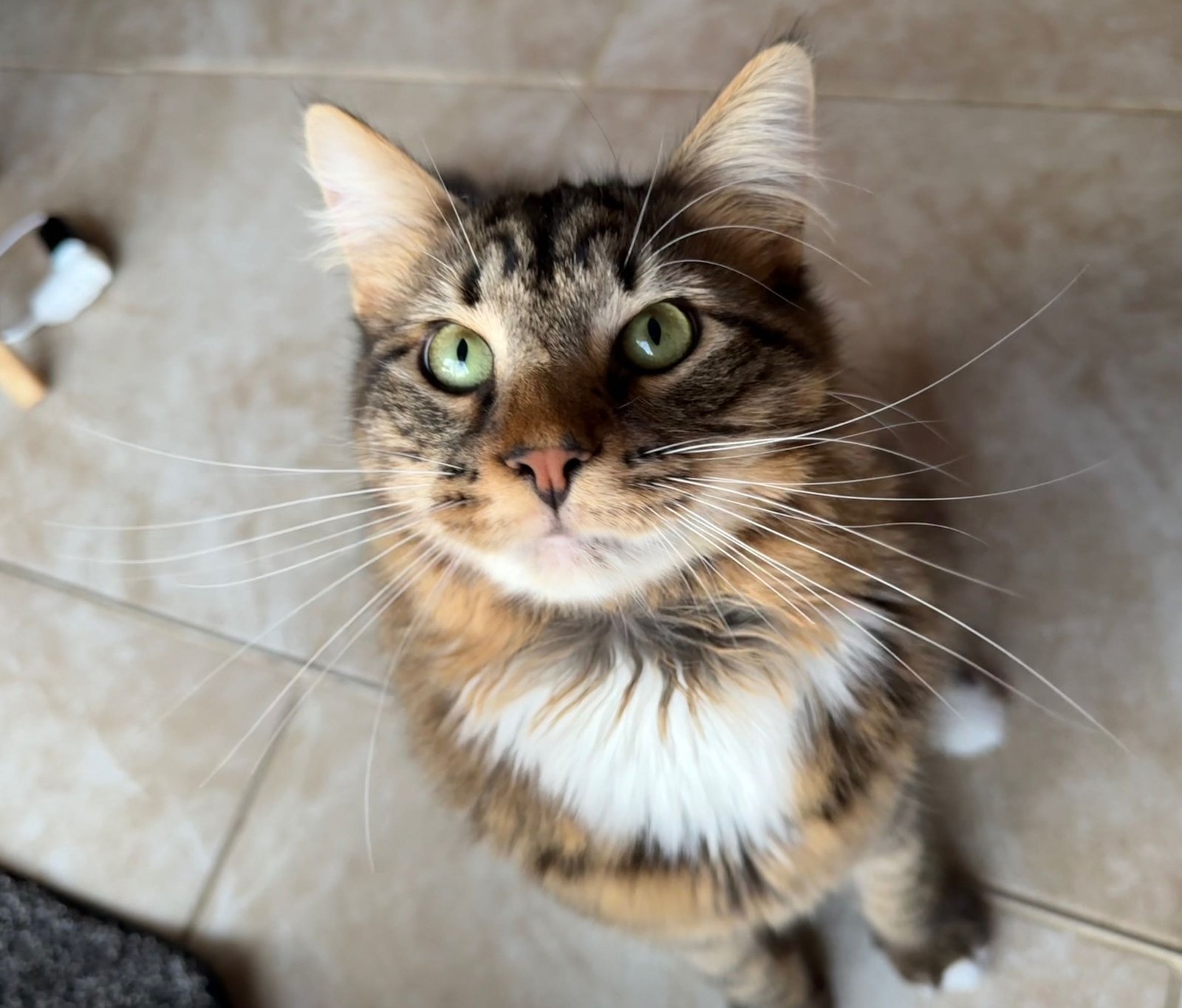 Lost Cat in Huddersfield, England Lost Cat in Huddersfield, England — listing photo