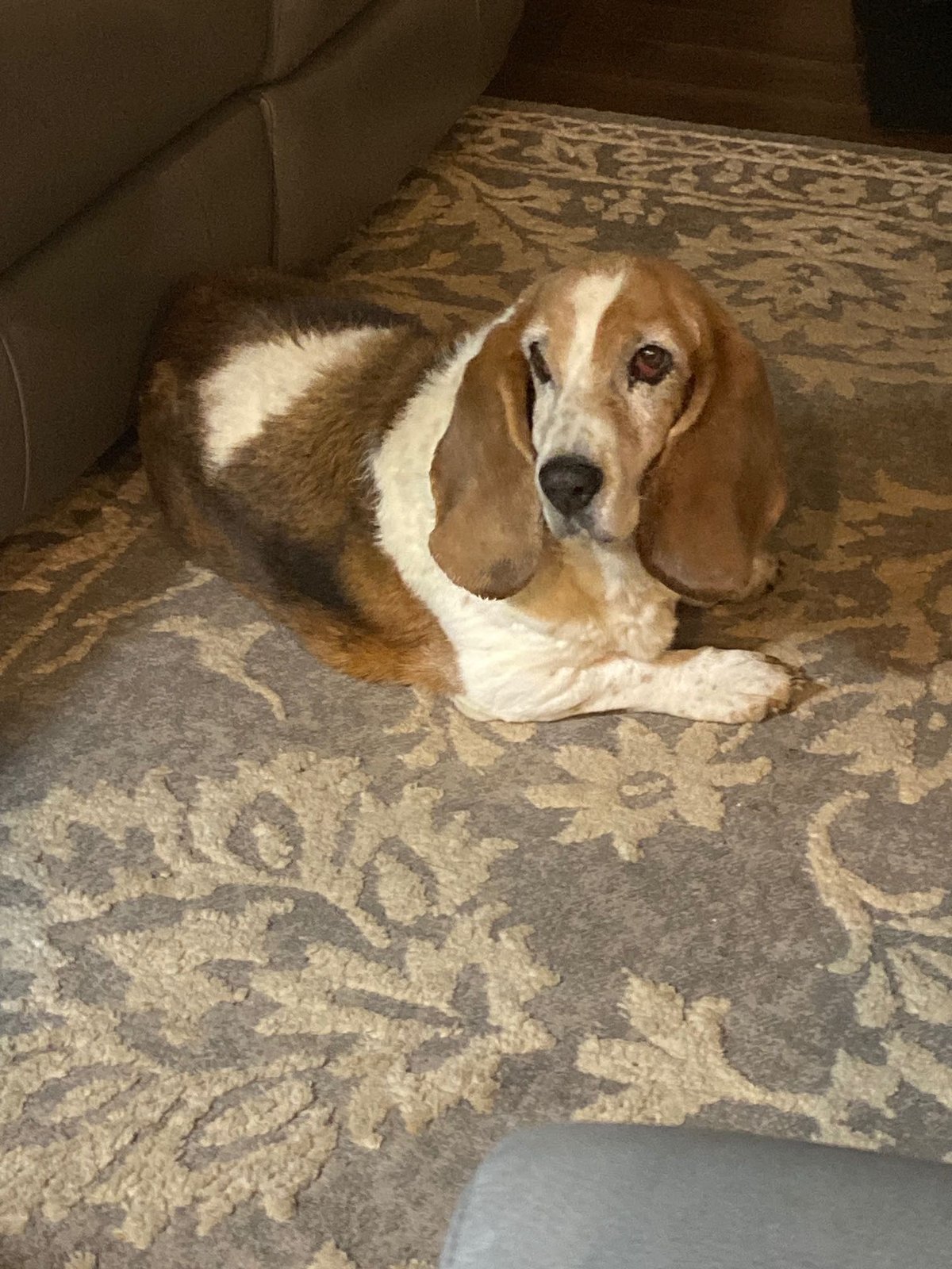 Lost Dog in Watford, England Lost Dog in Watford, England — listing photo