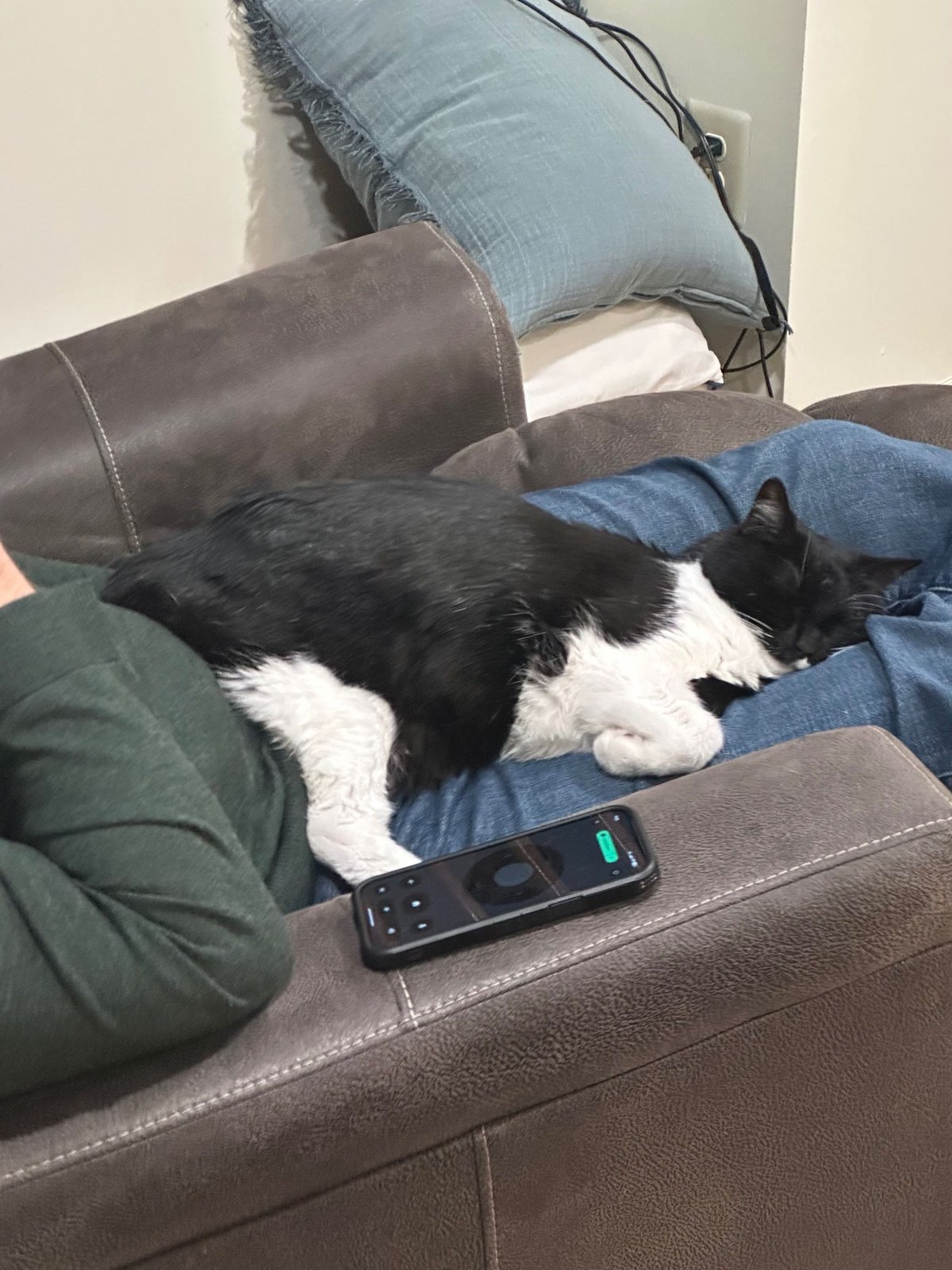Lost Cat in Blackpool, England Lost Cat in Blackpool, England — listing photo