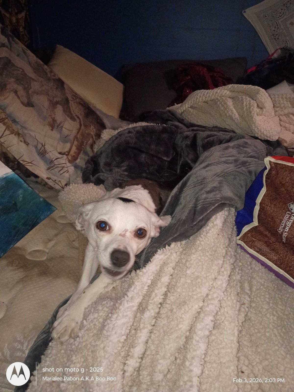 Lost Dog in Cardiff, Wales — listing photo