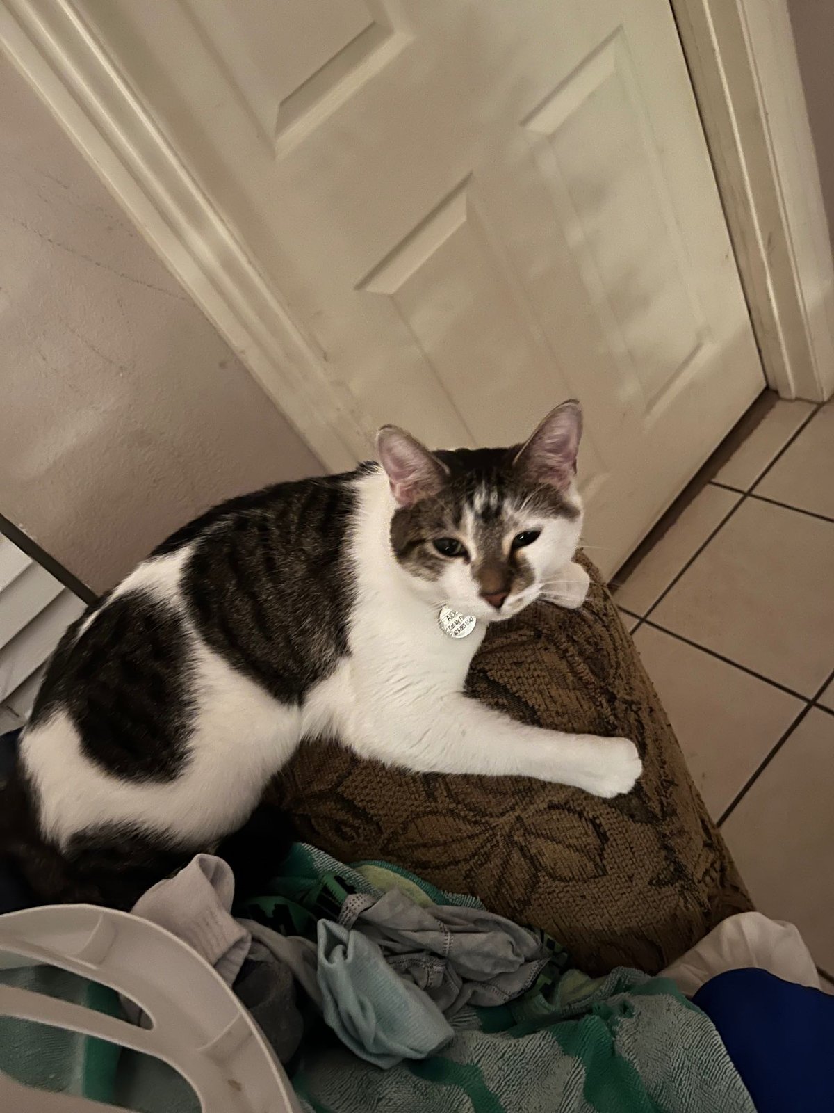 Lost Cat in Edinburgh, Scotland — listing photo