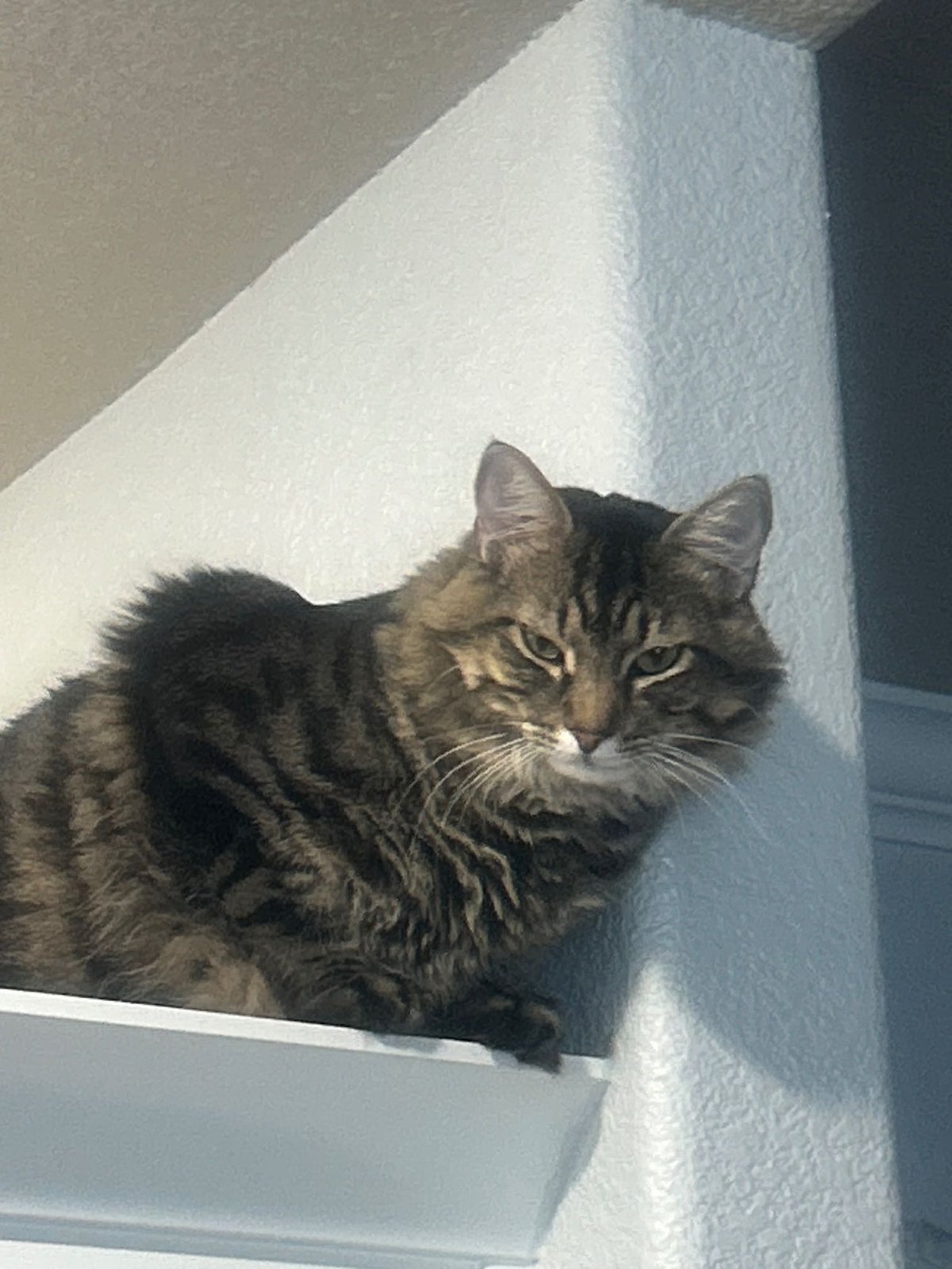 Lost Cat in Reading, England — Have you seen this cat in Reading?