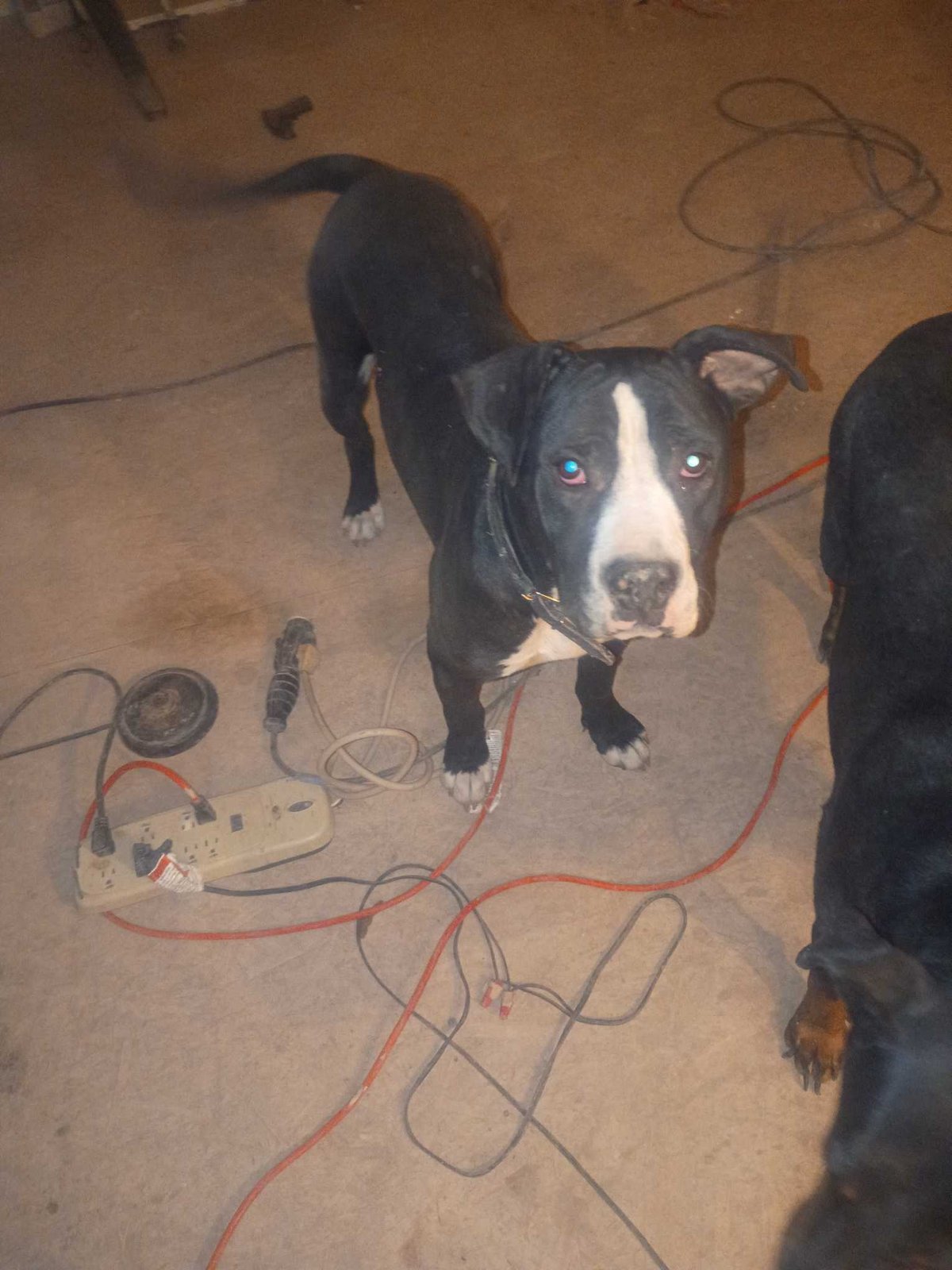 Lost Dog in Luton, England Lost Dog in Luton, England — listing photo