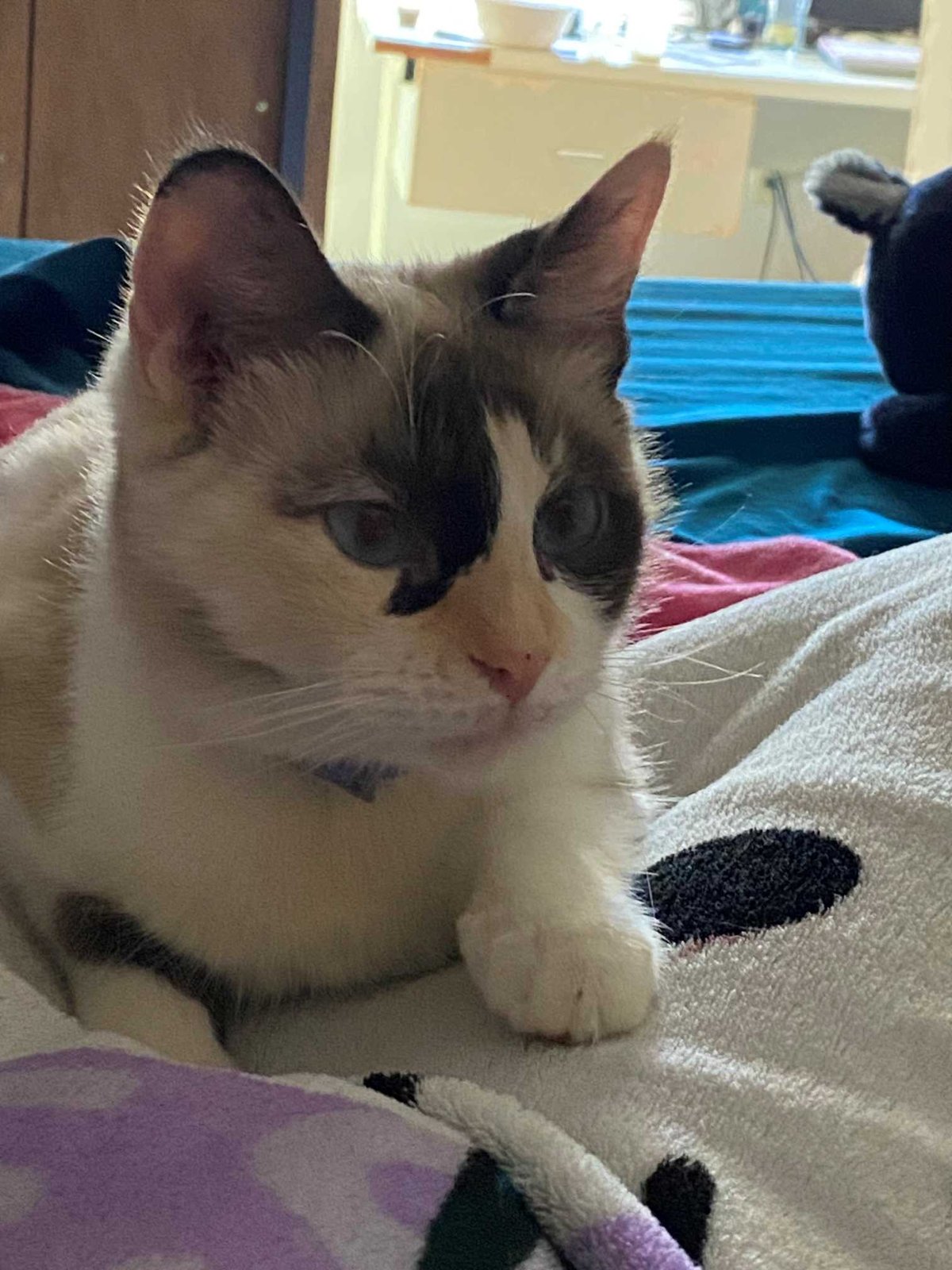 Lost Cat in Bolton, England Lost Cat in Bolton, England — listing photo