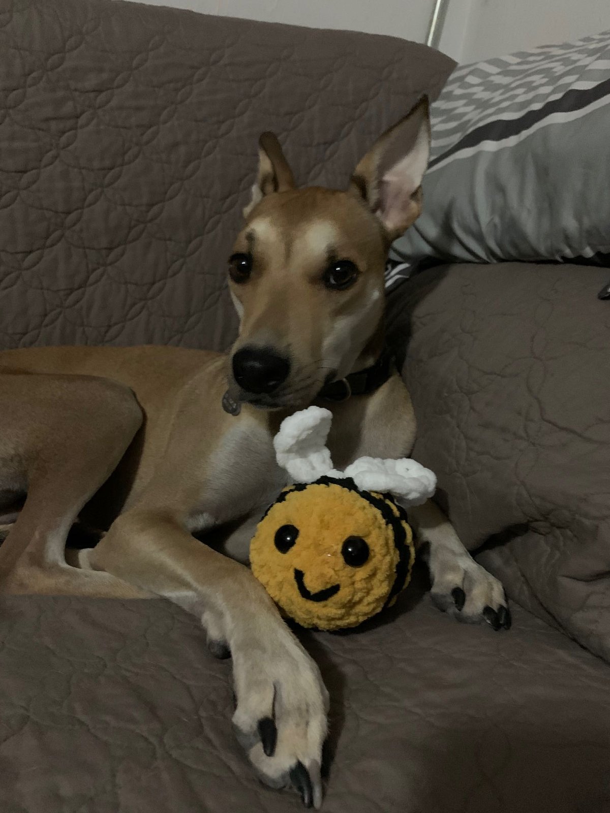 Lost Dog in Watford, England: Have you seen this dog in Watford? Lost Dog in Watford, England — Have you seen this dog in Watford?