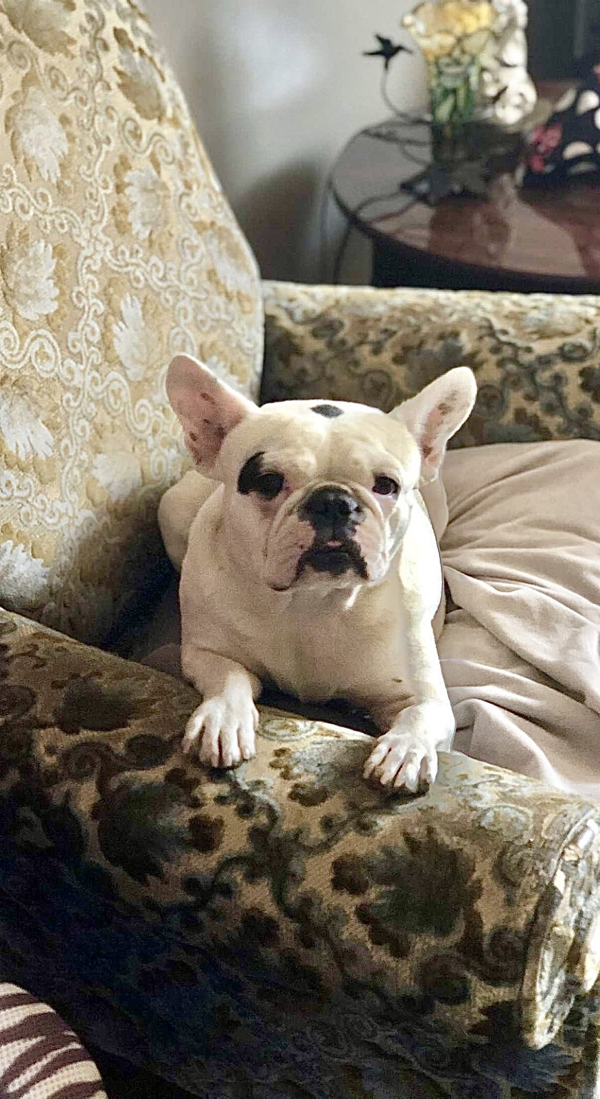 Lost Dog in Luton, England Lost Dog in Luton, England — listing photo