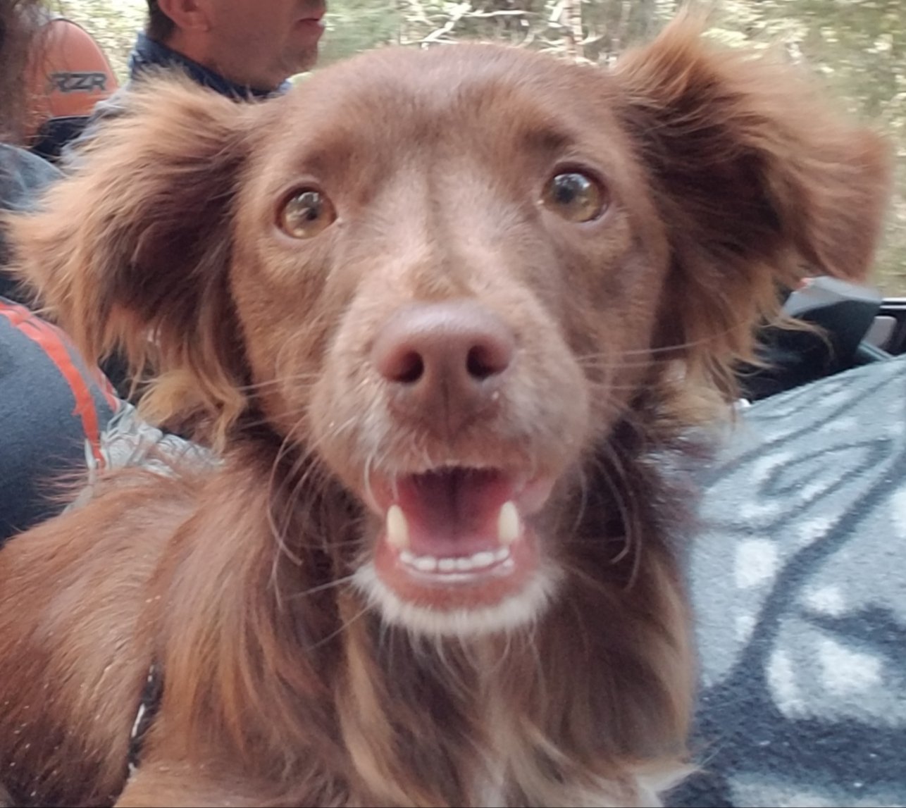 Lost Dog in Ipswich, England Lost Dog in Ipswich, England — listing photo