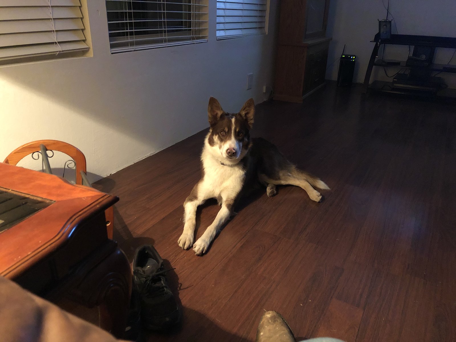 Lost Dog in Plymouth, England — Have you seen this dog in Plymouth?