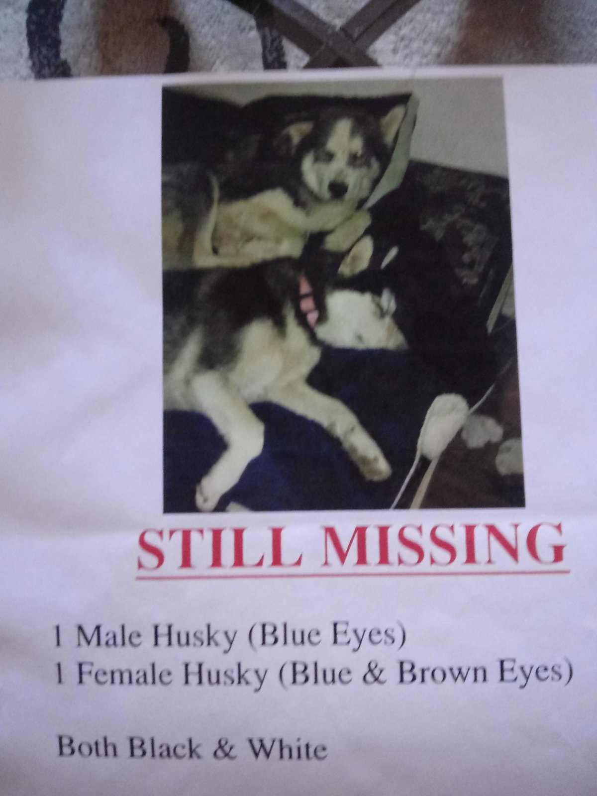 Lost Dog in Plymouth, England — listing photo