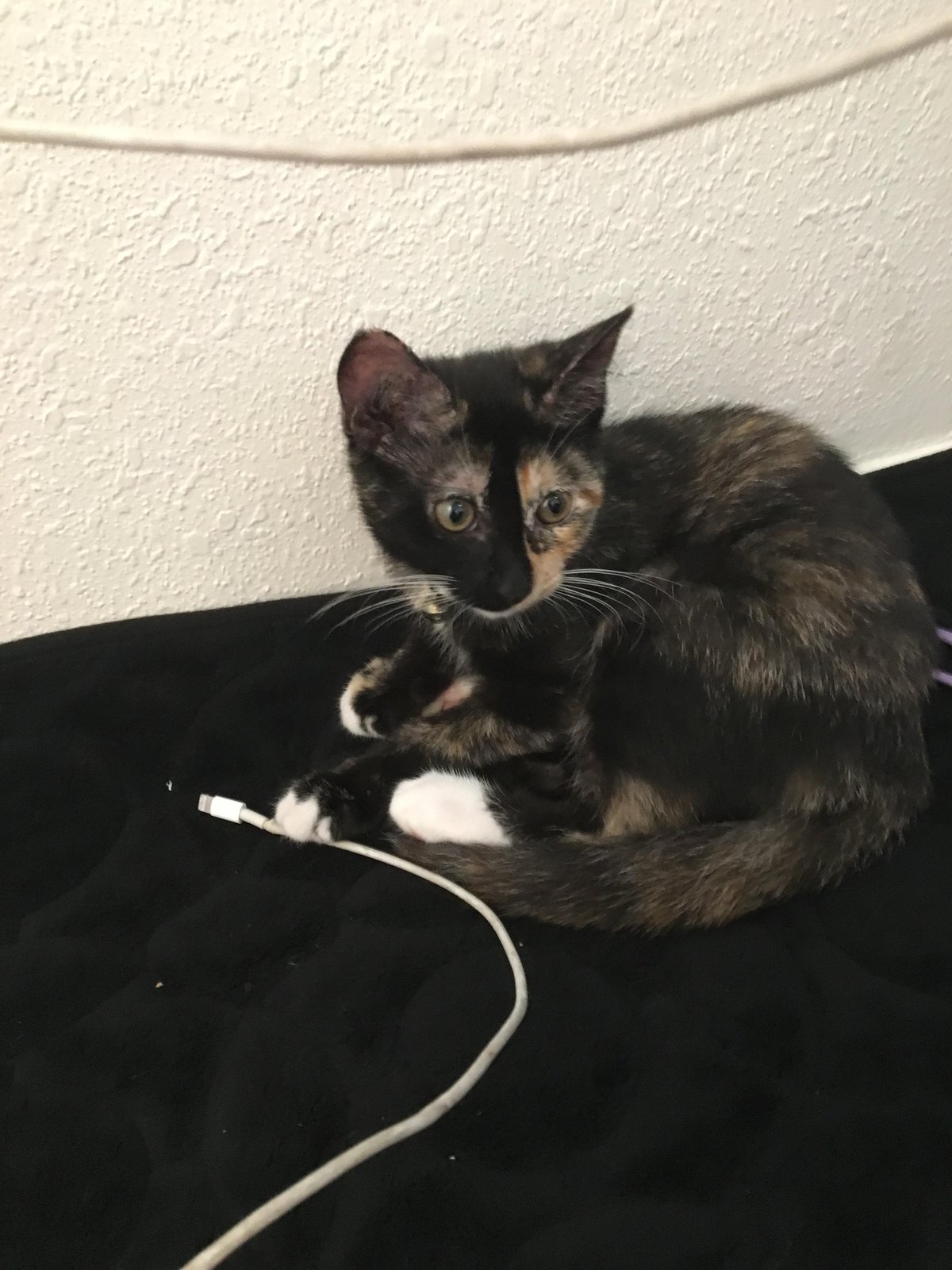 Lost Cat in Exeter, England — Have you seen this cat in Exeter?