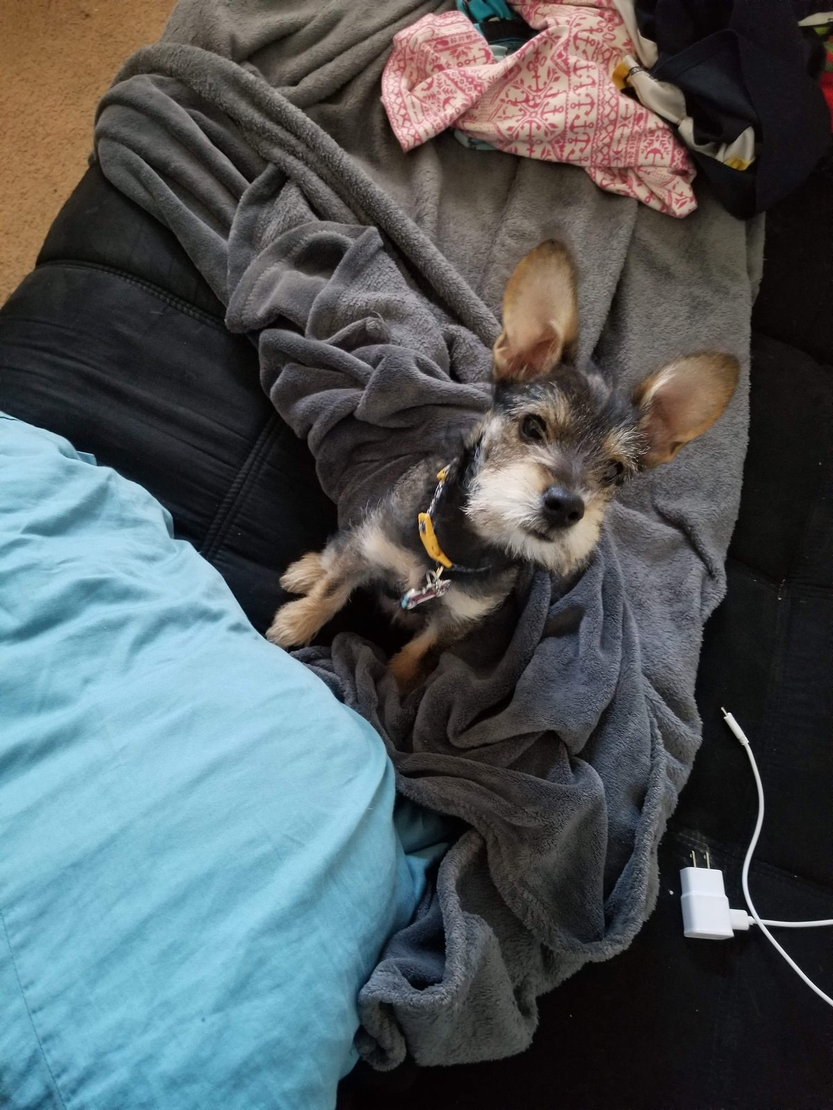 Lost Dog in Cambridge, England — listing photo