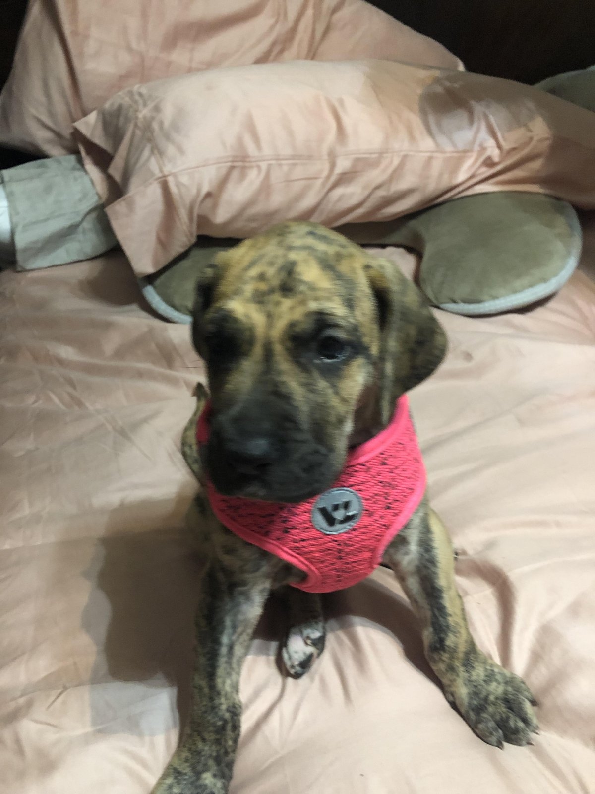 Lost Dog in Swindon, England Lost Dog in Swindon, England — listing photo