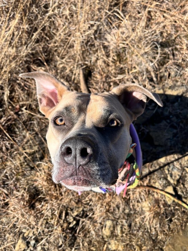 Lost Dog in Stoke-on-Trent, England — Have you seen this dog in Stoke-on-Trent?