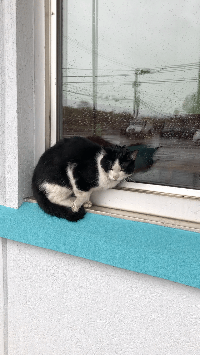 Stray cat found in Telford