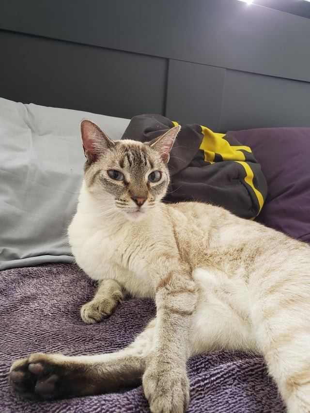 Lost Cat in Northampton, England Lost Cat in Northampton, England — listing photo