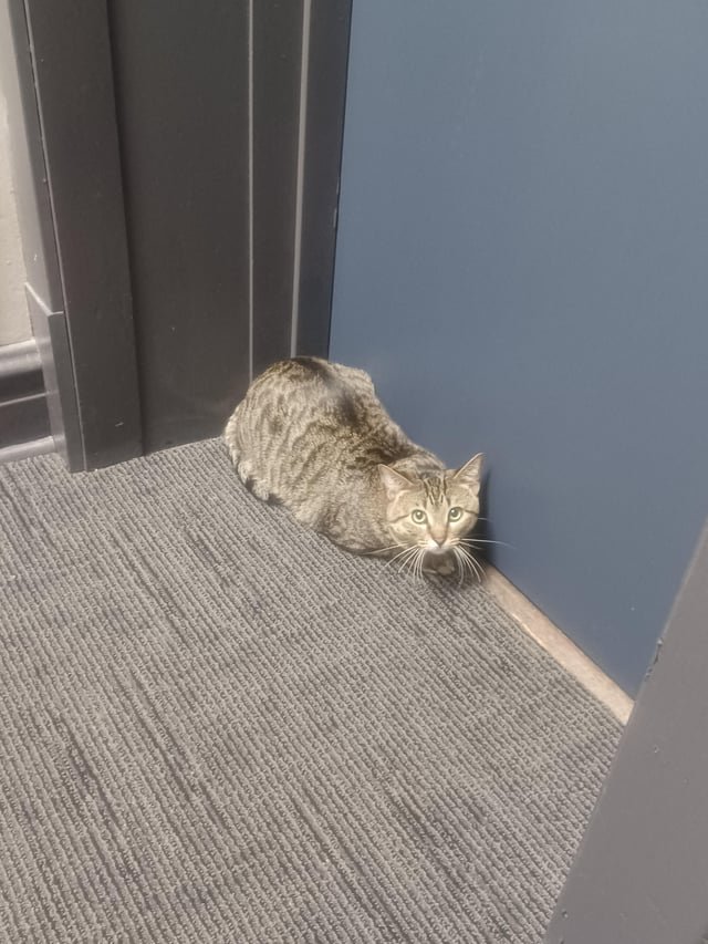 Lost Cat in Preston, England — listing photo