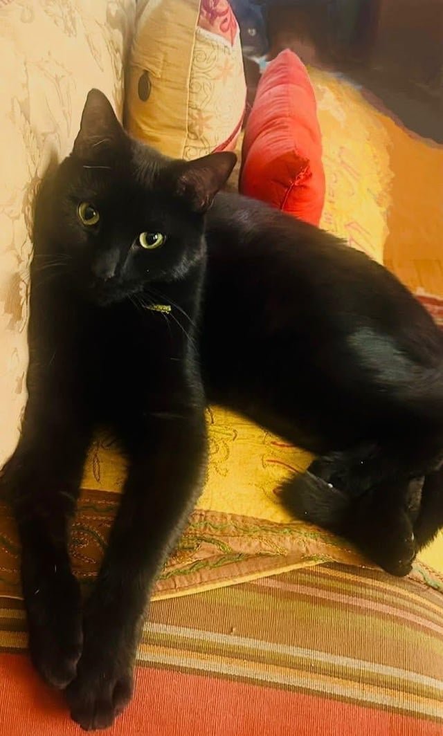 Lost Cat in Telford, England Lost Cat in Telford, England — listing photo