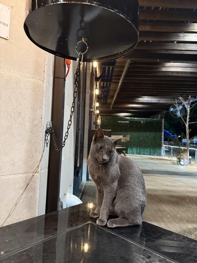 Lost Cat in Edinburgh, Scotland — listing photo