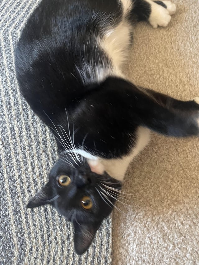 Lost Cat in Ipswich, England Lost Cat in Ipswich, England — listing photo