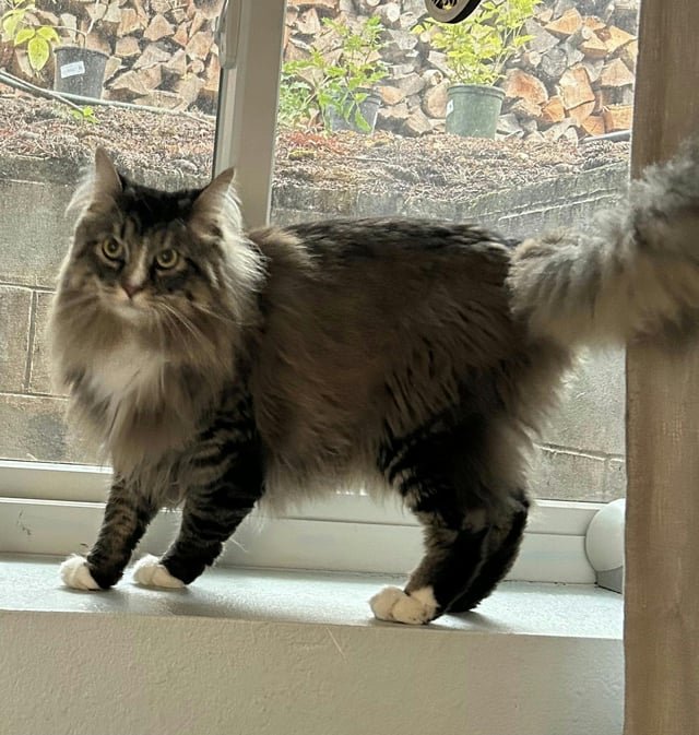 Lost Cat in Sunderland, England — listing photo