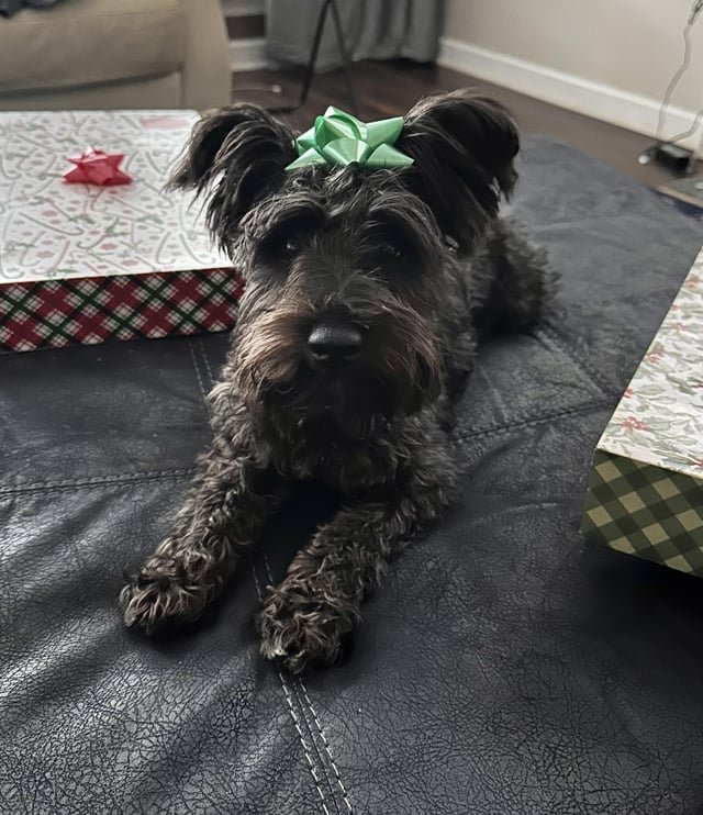 Lost Dog in Telford, England Lost Dog in Telford, England — listing photo