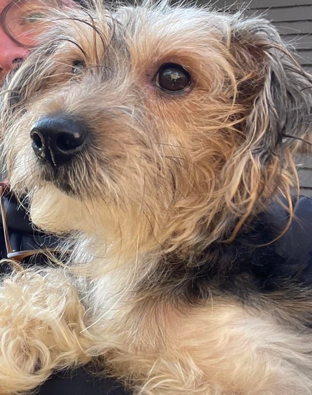 Lost Dog in Peterborough, England Lost Dog in Peterborough, England — listing photo