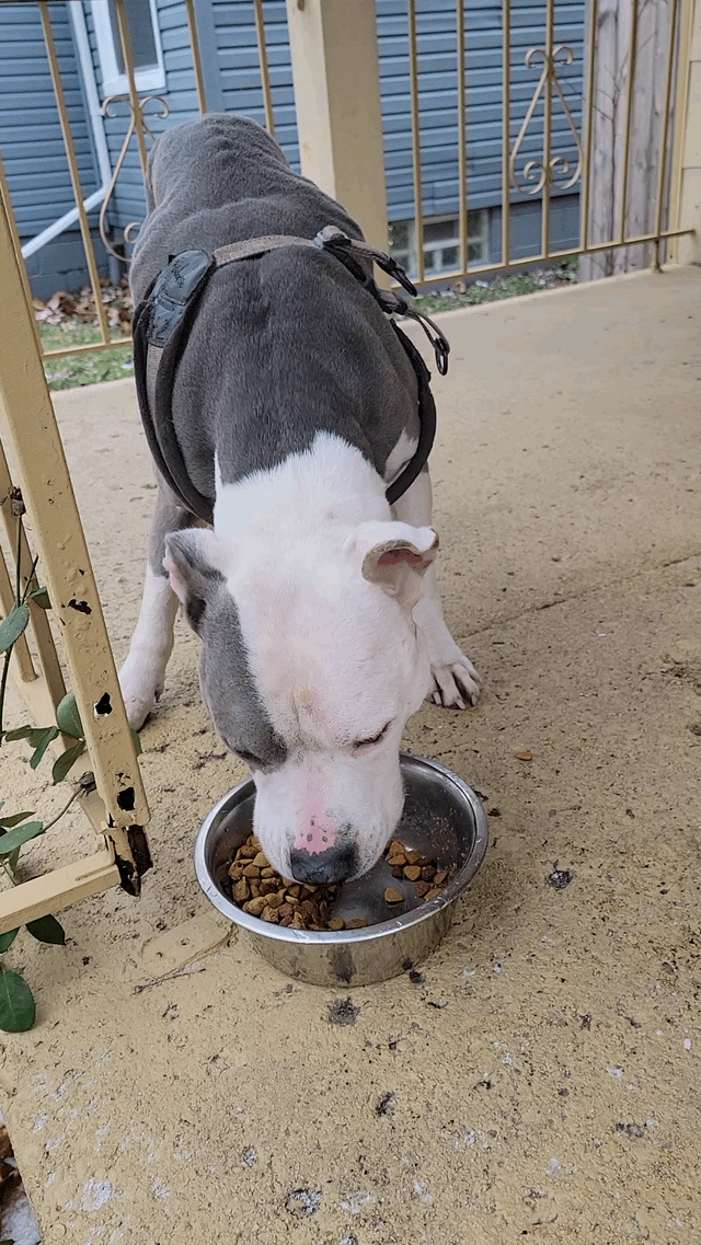 Lost Dog in Ipswich, England Lost Dog in Ipswich, England — listing photo