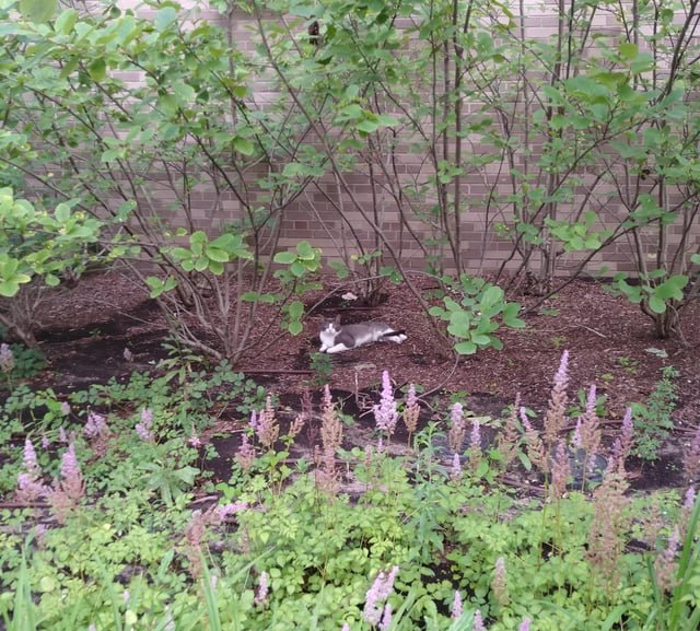 Lost Cat in Aberdeen, Scotland — Have you seen this cat in Aberdeen?