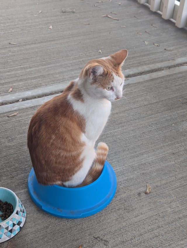 Lost Cat in Derby, England — listing photo