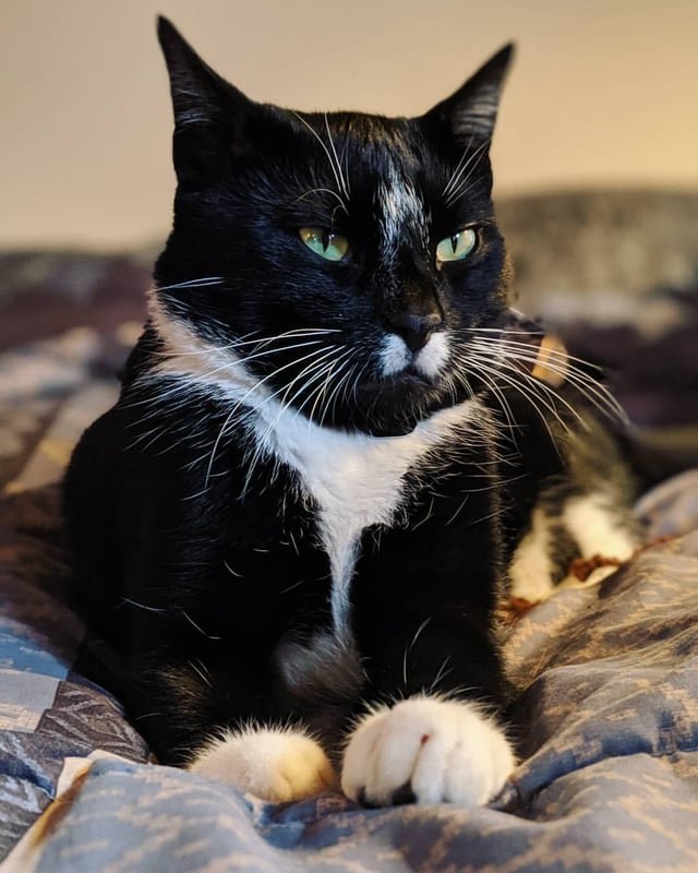 Lost Cat in Swindon, England Lost Cat in Swindon, England — listing photo