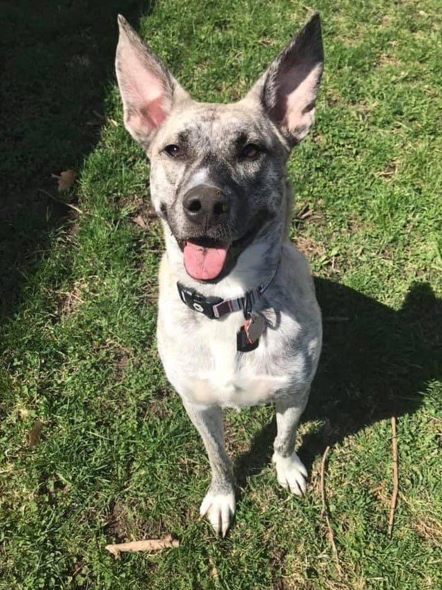 Lost Dog in Plymouth, England — listing photo