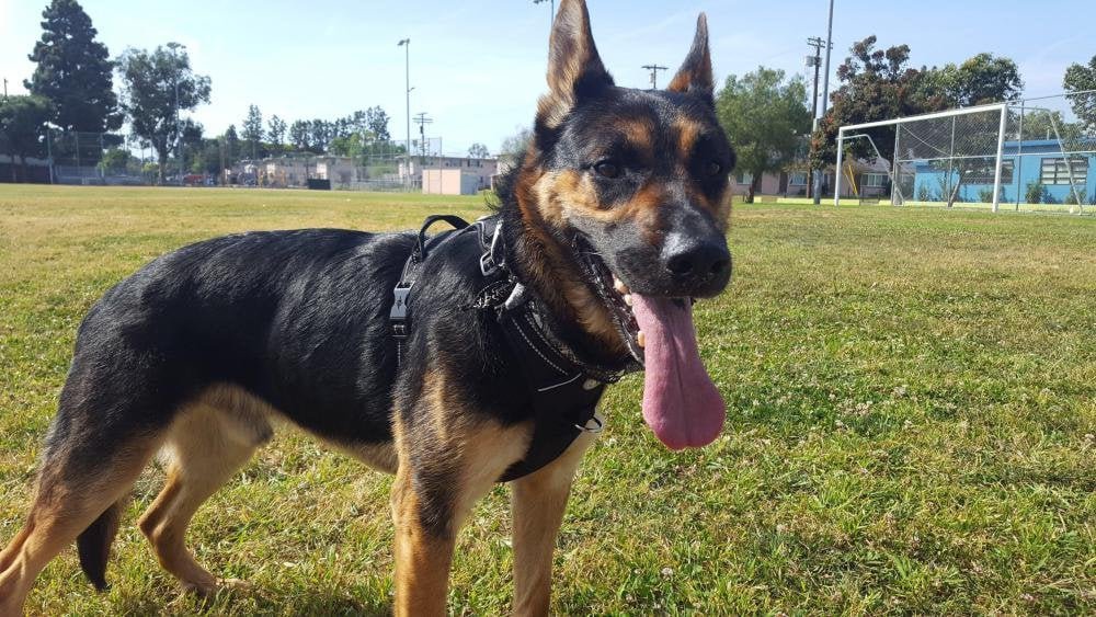 Lost Dog in Kingston upon Hull, England — listing photo