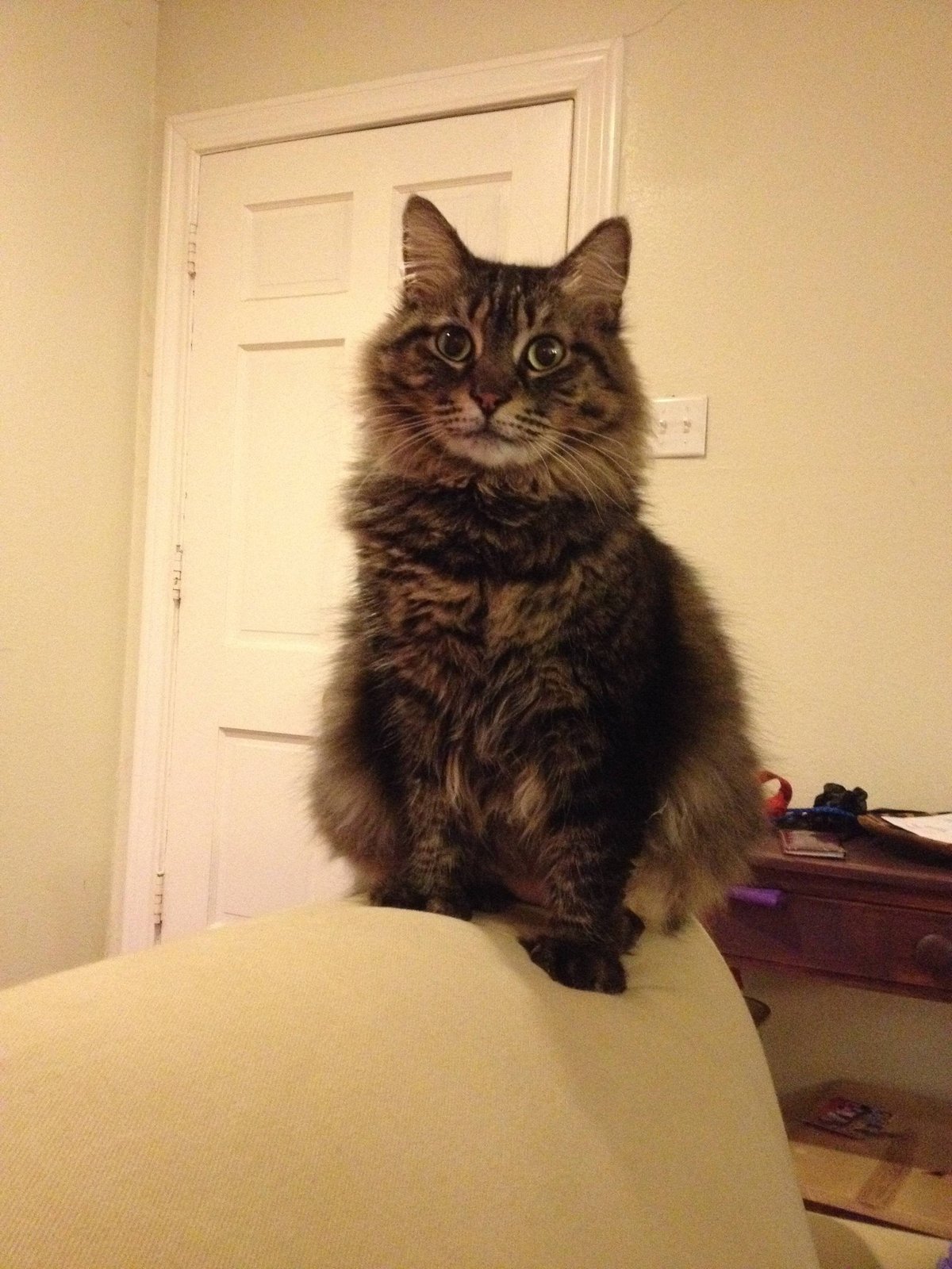 Lost Cat in Bristol, England — listing photo
