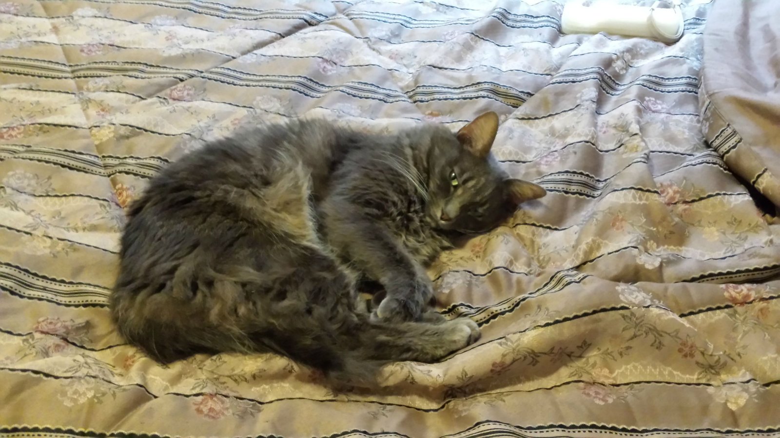 Lost Cat in Brighton, England — listing photo