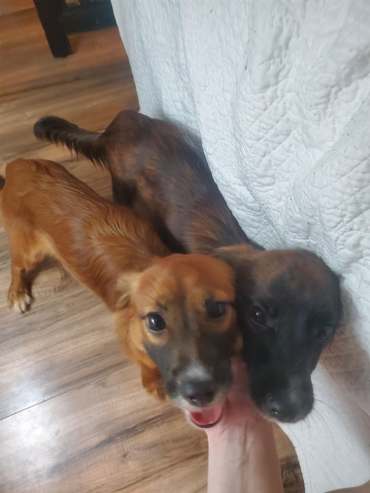 Found Dog in Milton Keynes, England: Dog found safe in Milton Keynes Found Dog in Milton Keynes, England — Dog found safe in Milton Keynes