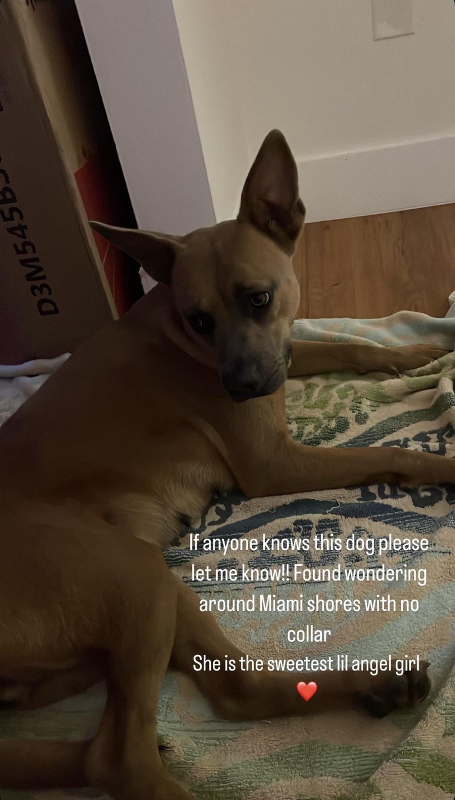 Lost Dog in London, England — listing photo