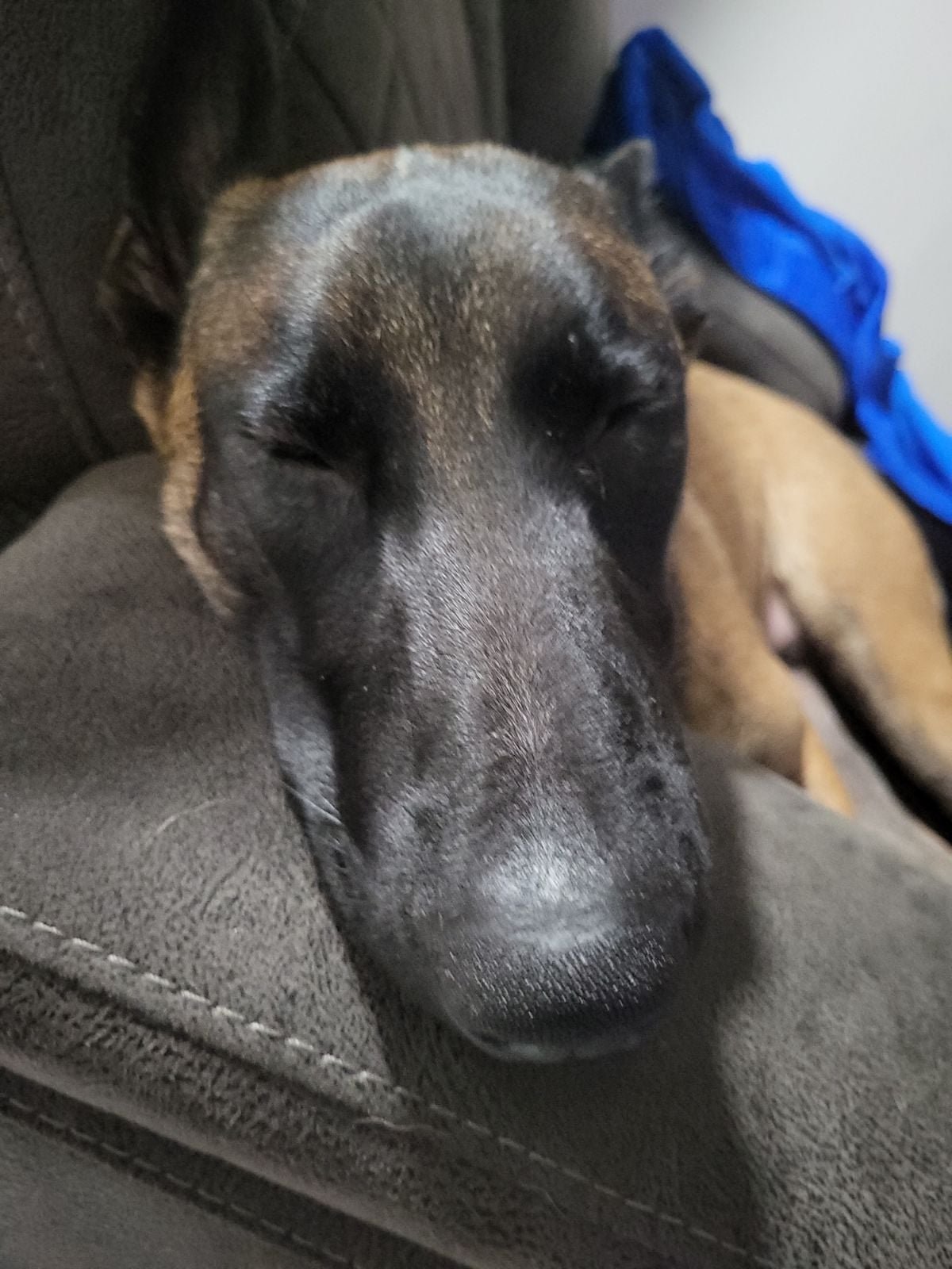 Lost Dog in Birmingham, England — listing photo