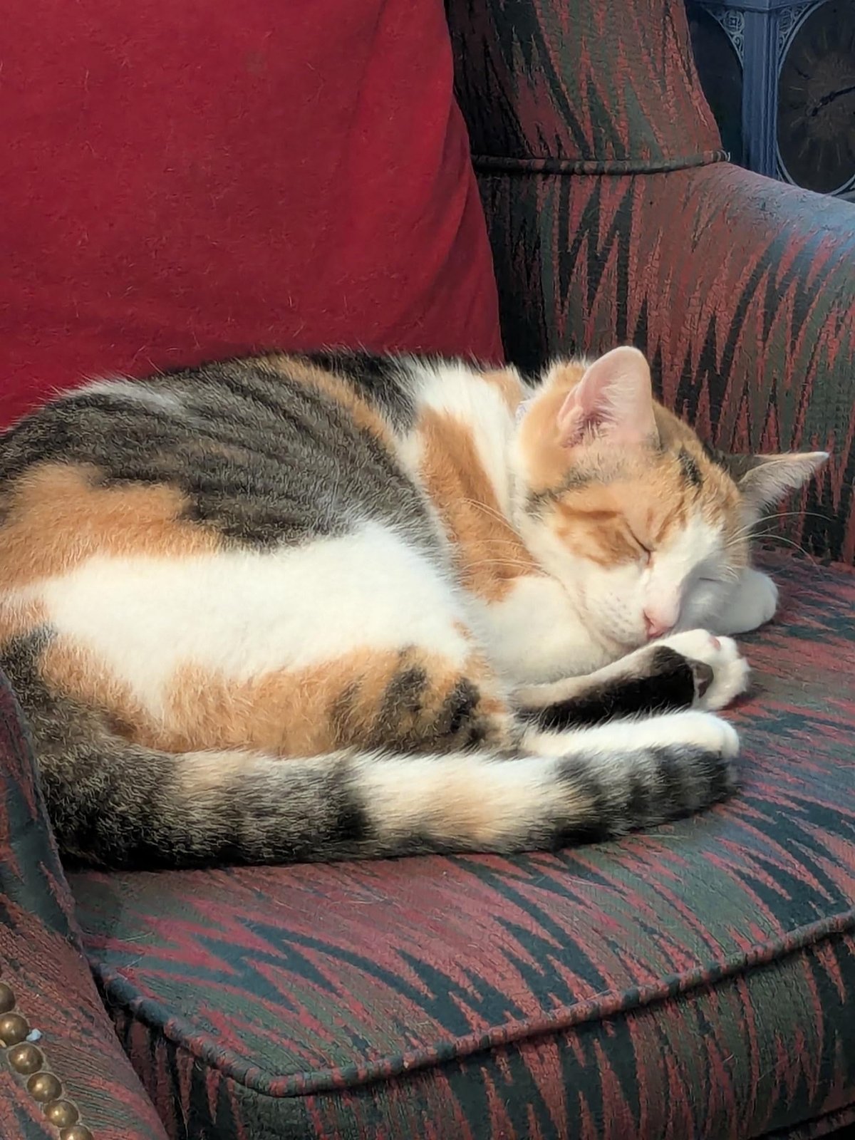 Lost Cat in Wolverhampton, England — listing photo