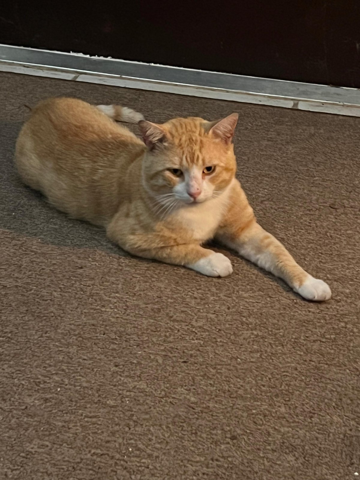Lost Cat in Edinburgh, Scotland — listing photo