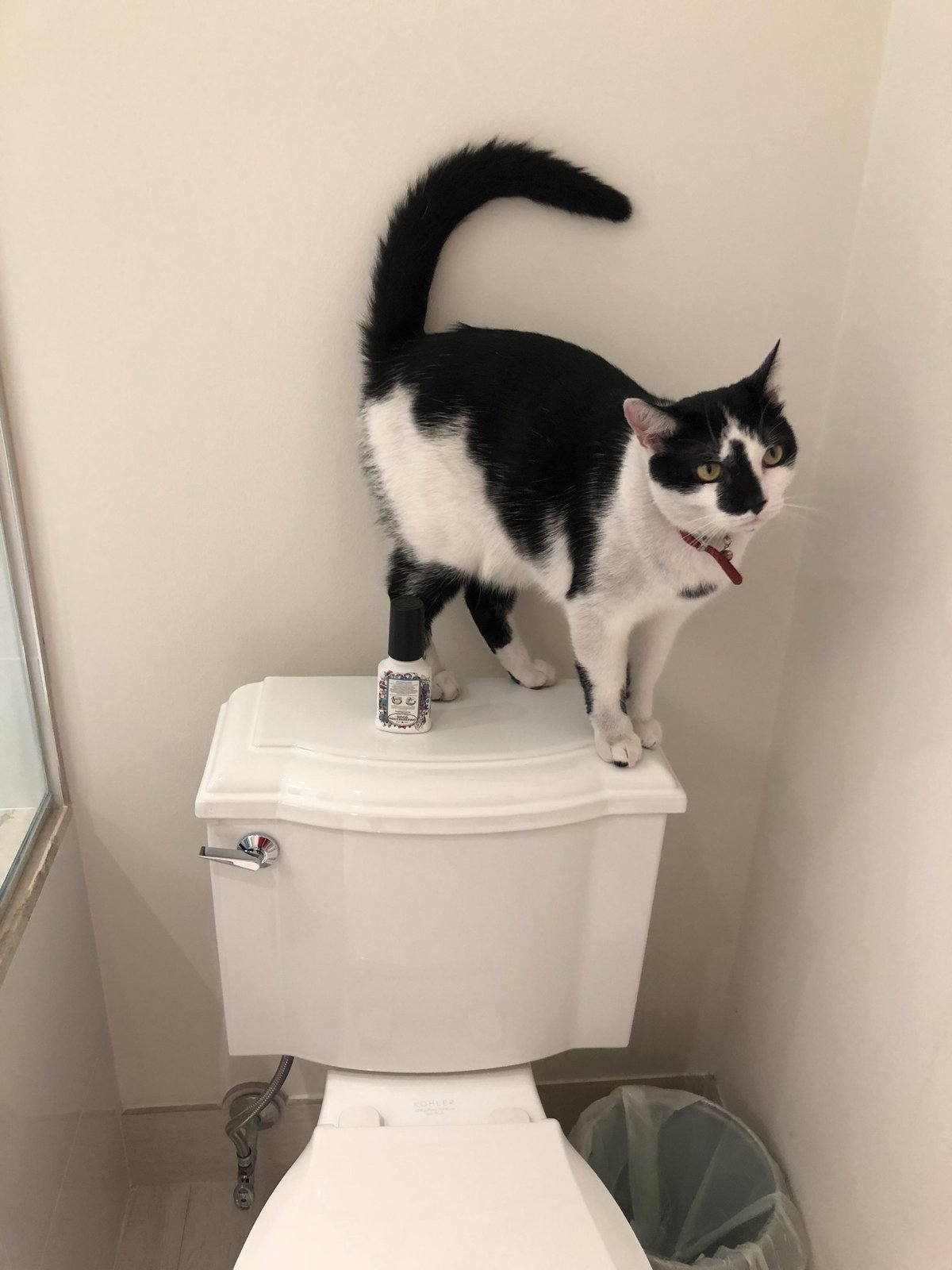 Lost Cat in Stockport, England Lost Cat in Stockport, England — listing photo