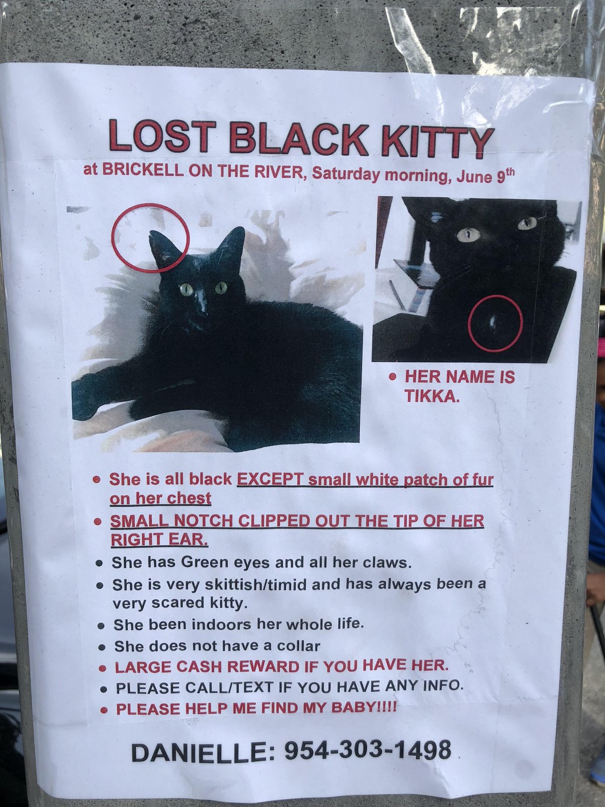 Lost Cat in Leicester, England — Have you seen this cat in Leicester?