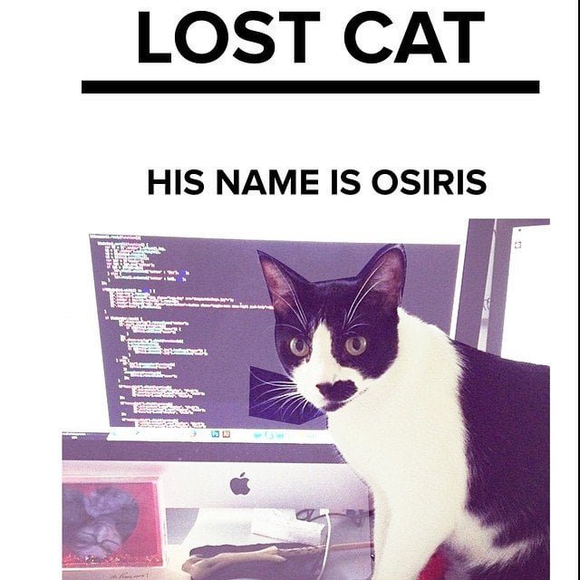 Lost Cat in Huddersfield, England Lost Cat in Huddersfield, England — listing photo