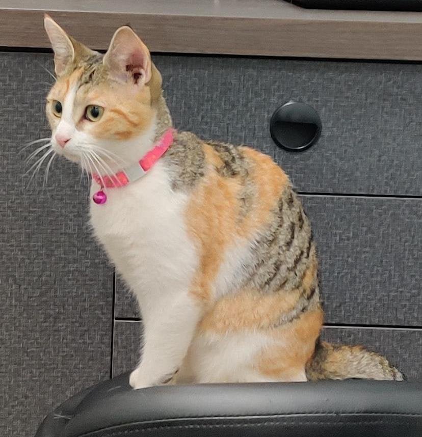 Lost Cat in Plymouth, England — Have you seen this cat in Plymouth?