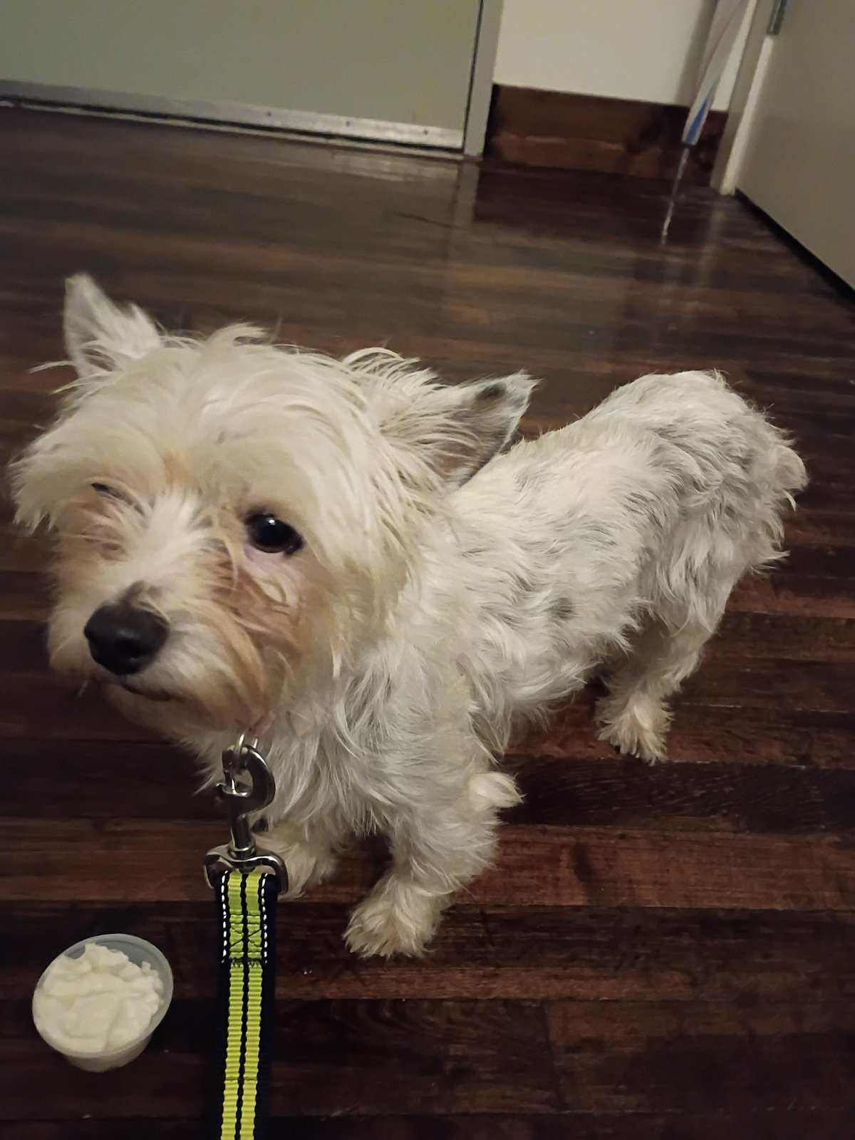 Found Dog in Nottingham, England — Dog found in Nottingham