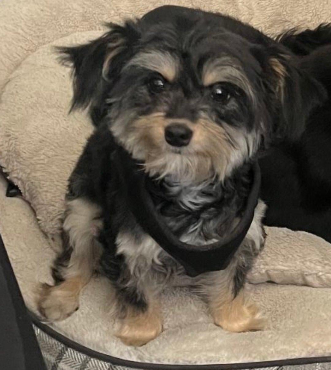Lost Dog in Coventry, England — listing photo