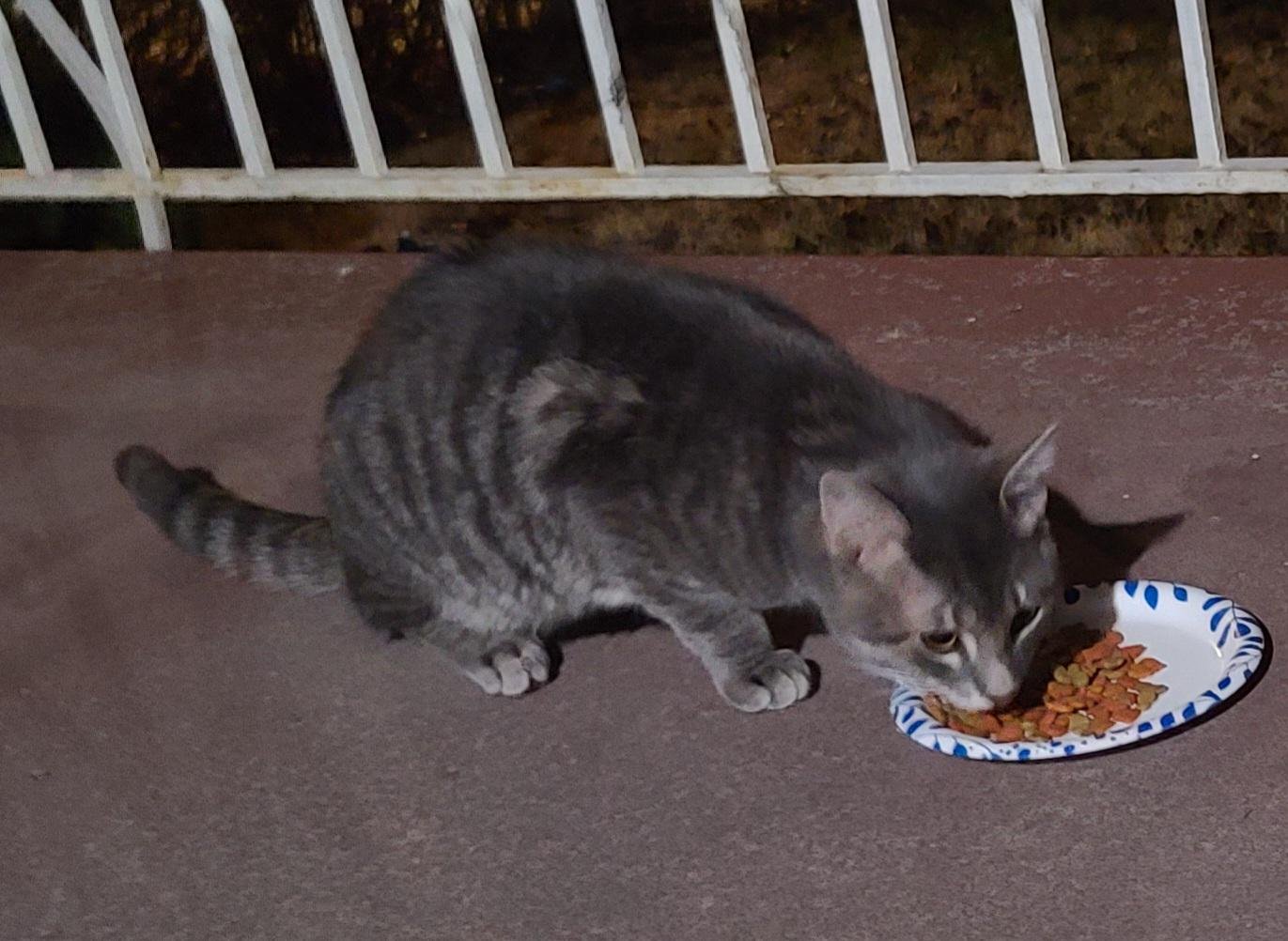 Lost Cat in Manchester, England — listing photo
