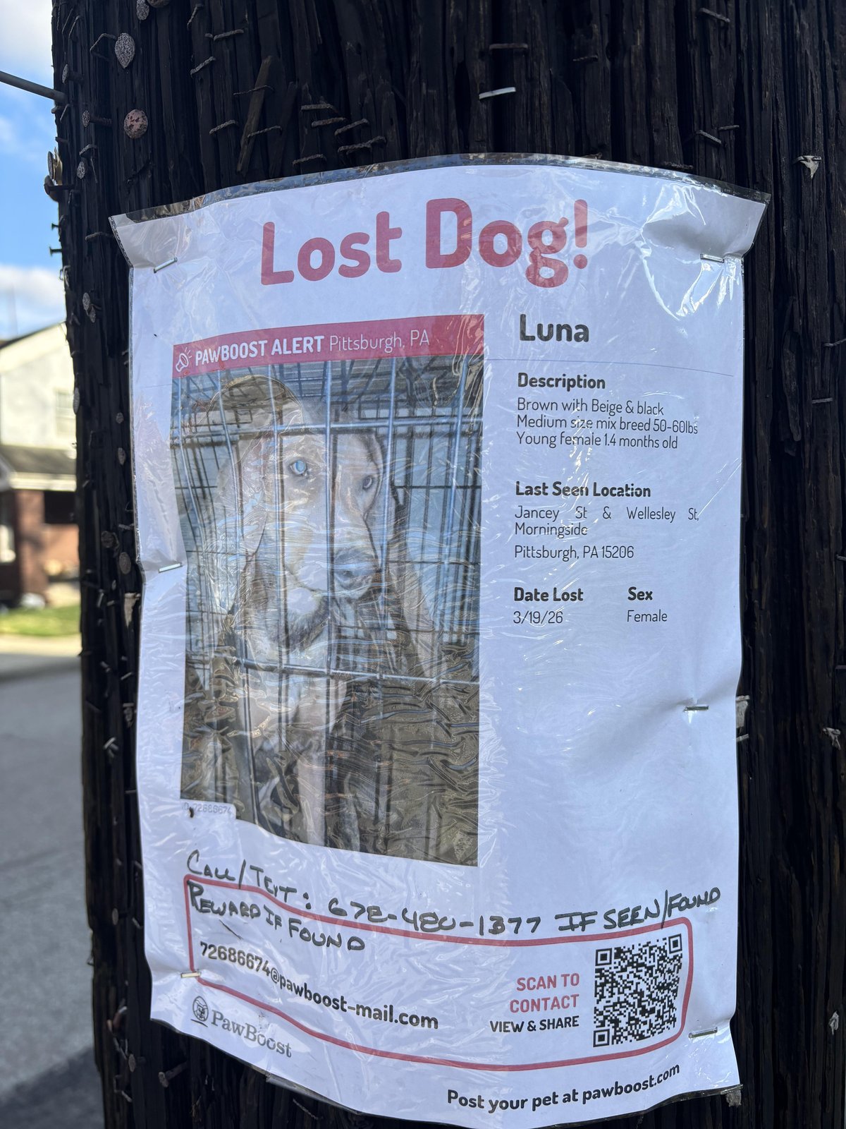 Lost Dog in Southampton, England — listing photo