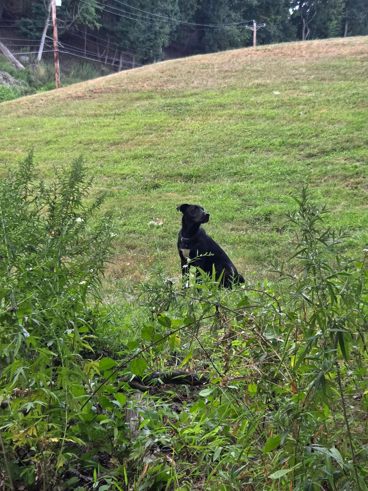 Found Dog in Birmingham, England — Dog found in Birmingham