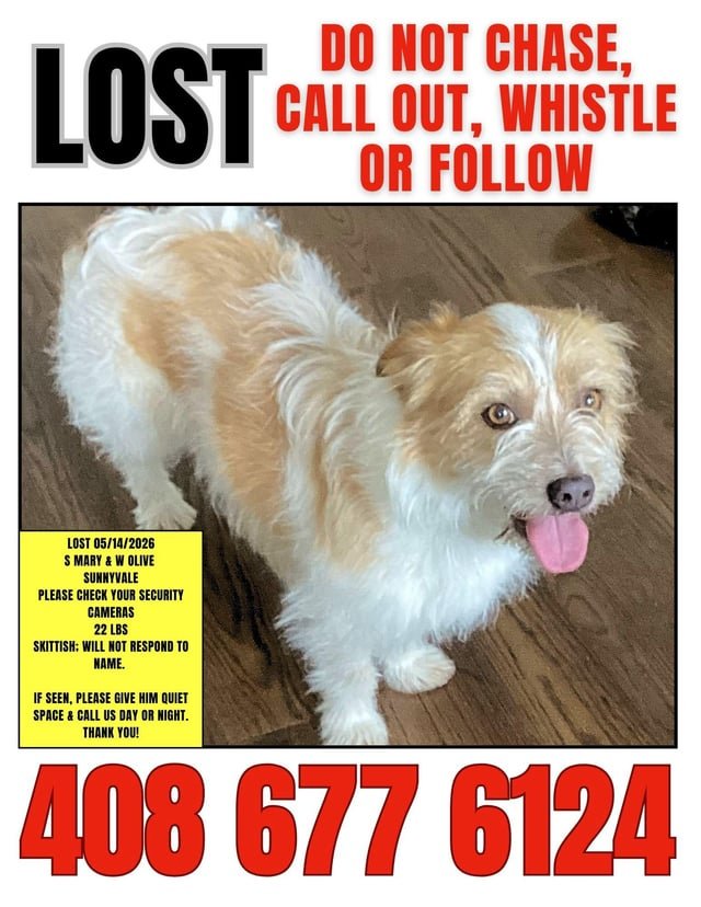 Lost Dog in Norwich, England — listing photo